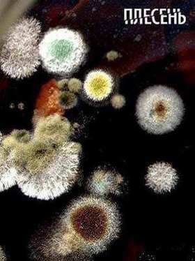 ������� (2008)