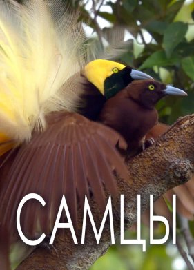 ����� (2019)